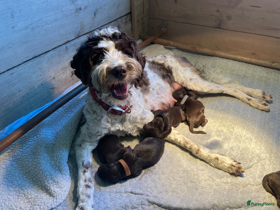 Kruising honden te koop: Chocolade medium labradoodle pups met Austr bloed - Advertentie 2