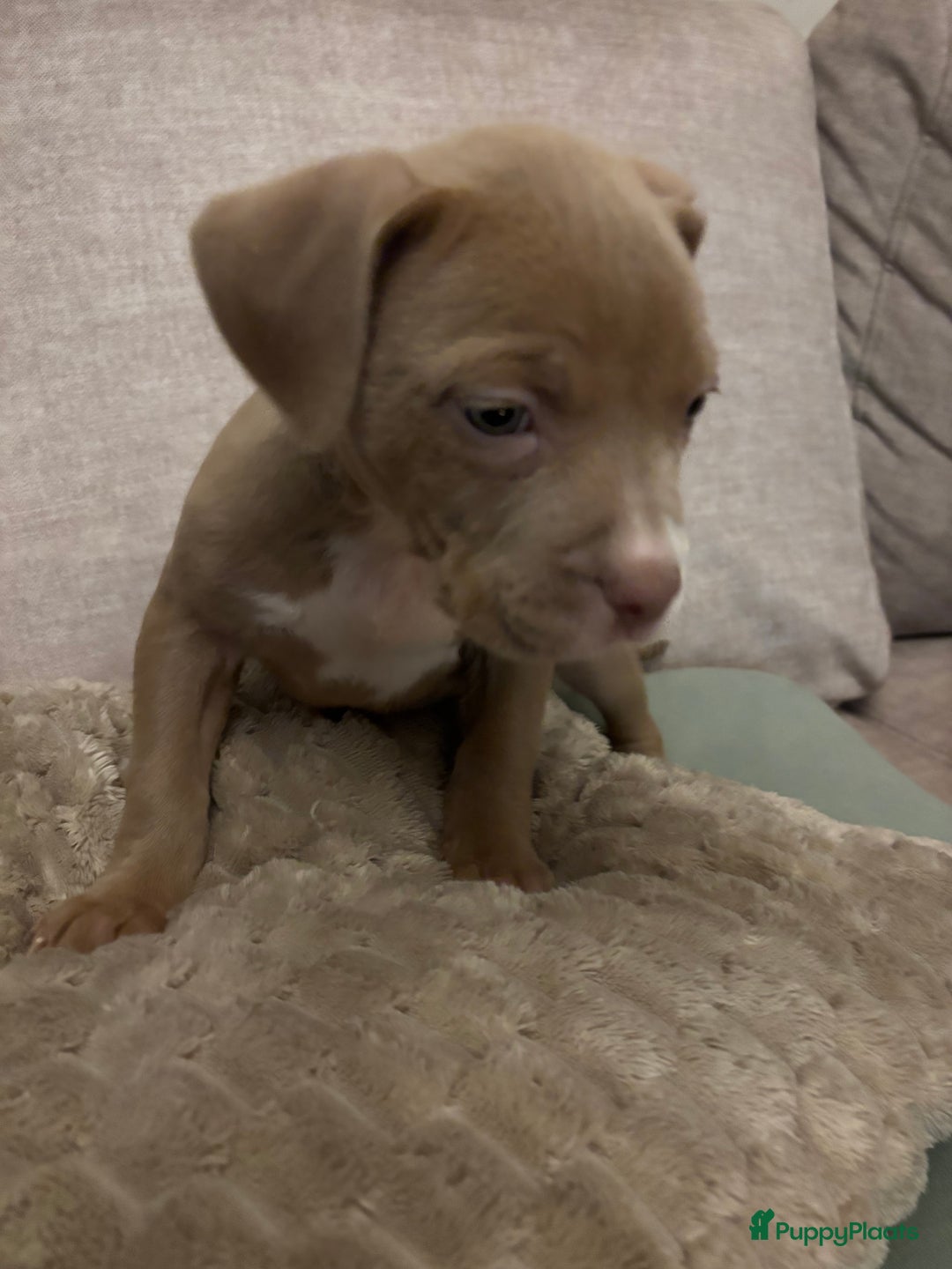 Amerikaanse Bully honden te koop: Amerikaanse bully xl - Advertentie 9