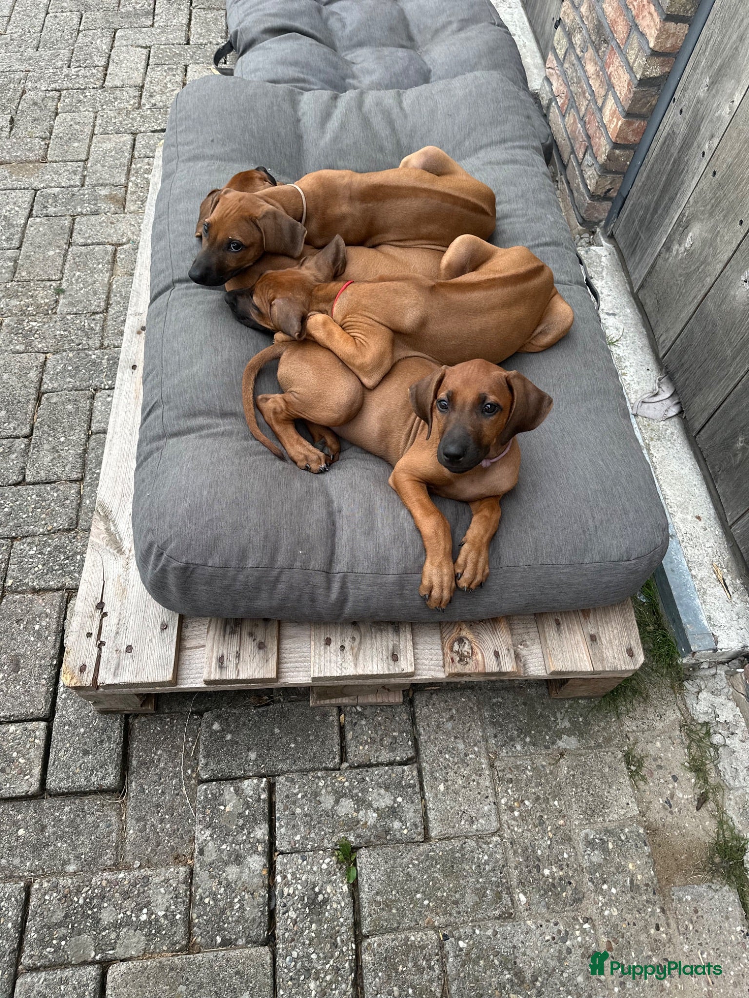 Rhodesian Ridgeback honden 10 prachtige Rhodesian Ridgeback pups te koop - Advertentie 2