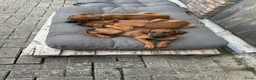 Rhodesian Ridgeback honden te koop: 10 prachtige Rhodesian Ridgeback pups te koop - Advertentie 7