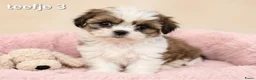 Malshi honden te koop: Kleinblijvende boomer pups.Minimaltezer x shih tzu - Advertentie 3