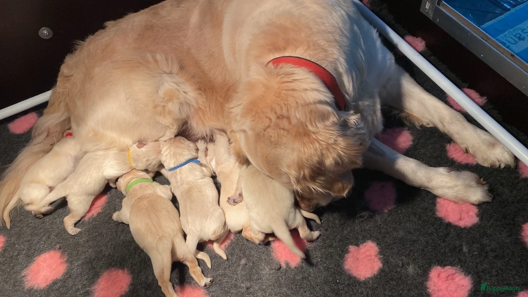 Golden Retriever honden te koop: Golden retriever pups - Advertentie 2
