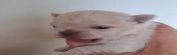 Chihuahua honden te koop: 2 chihuahua teefjes - Advertentie 9