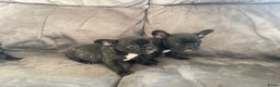 Franse Bulldog honden te koop: Franse bulldog pups - Advertentie 8
