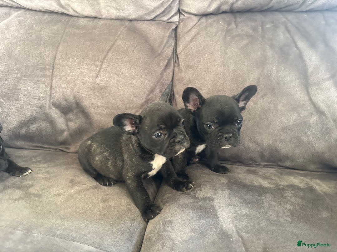 Franse Bulldog honden te koop: Franse bulldog pups - Advertentie 8