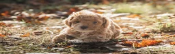 Poedel Toy honden te koop: 5 lieve Mini Toy Poedel pups zoeken een fijn thuis - Advertentie 25