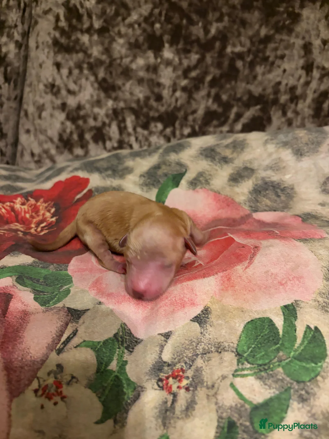 Australian Labradoodle honden te koop: Mini australian Labradoodle  - Advertentie 6