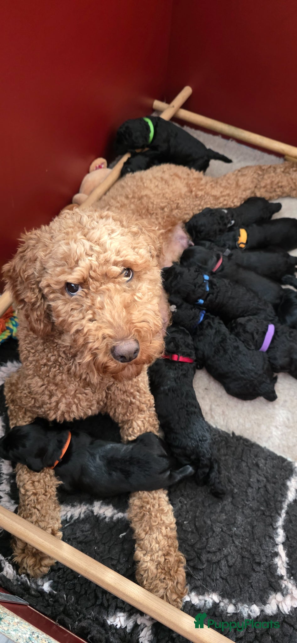 Labradoodle honden Labradoodle pups  - Advertentie 3