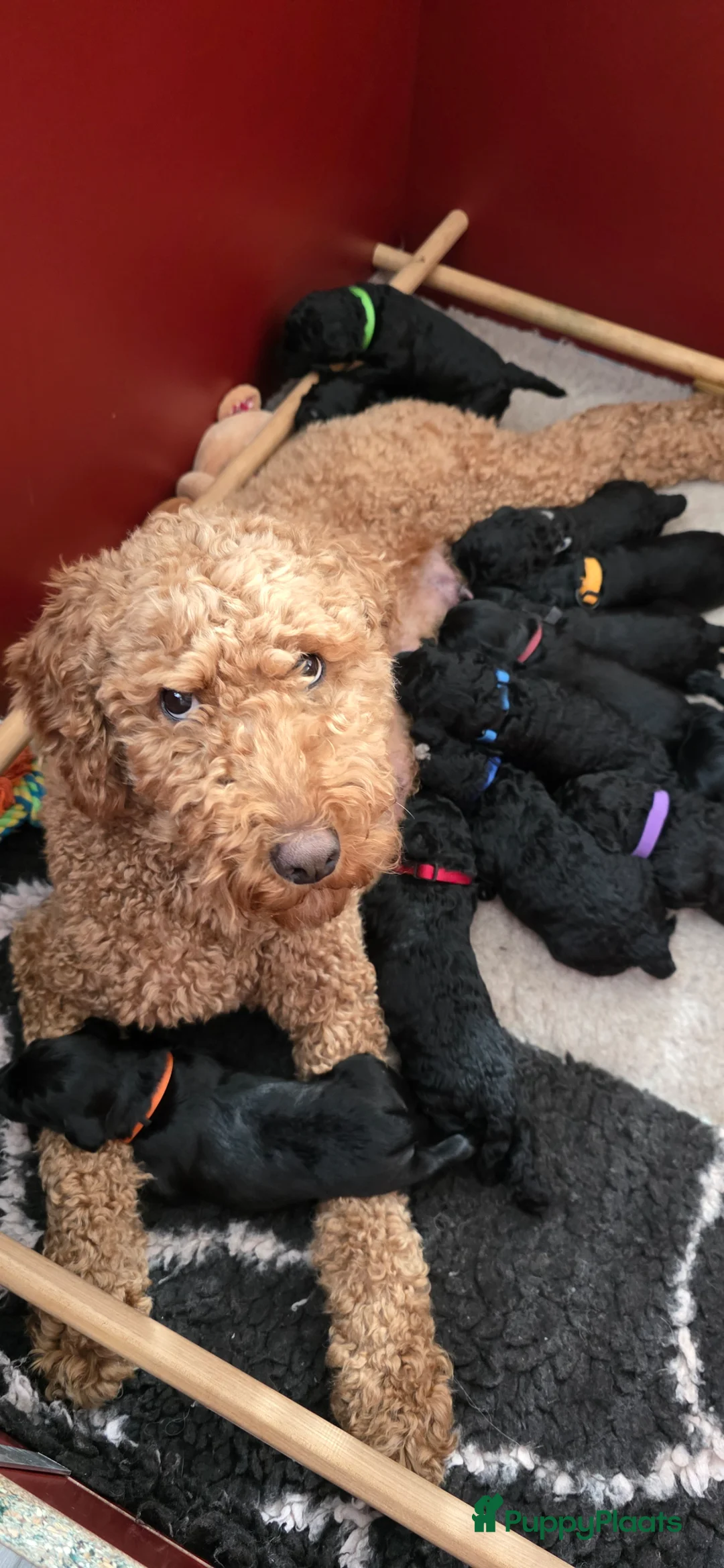 Labradoodle honden te koop: Labradoodle pups  - Advertentie 1