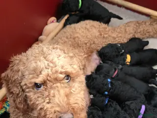 Labradoodle honden Labradoodle pups - Advertentie 3