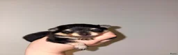 Kruising honden te koop: Pomeriaan pups black en tan & merle - Advertentie 6