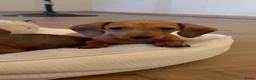 Dwergteckel honden te koop: Dwergteckel Korthaar pups België - Advertentie 15
