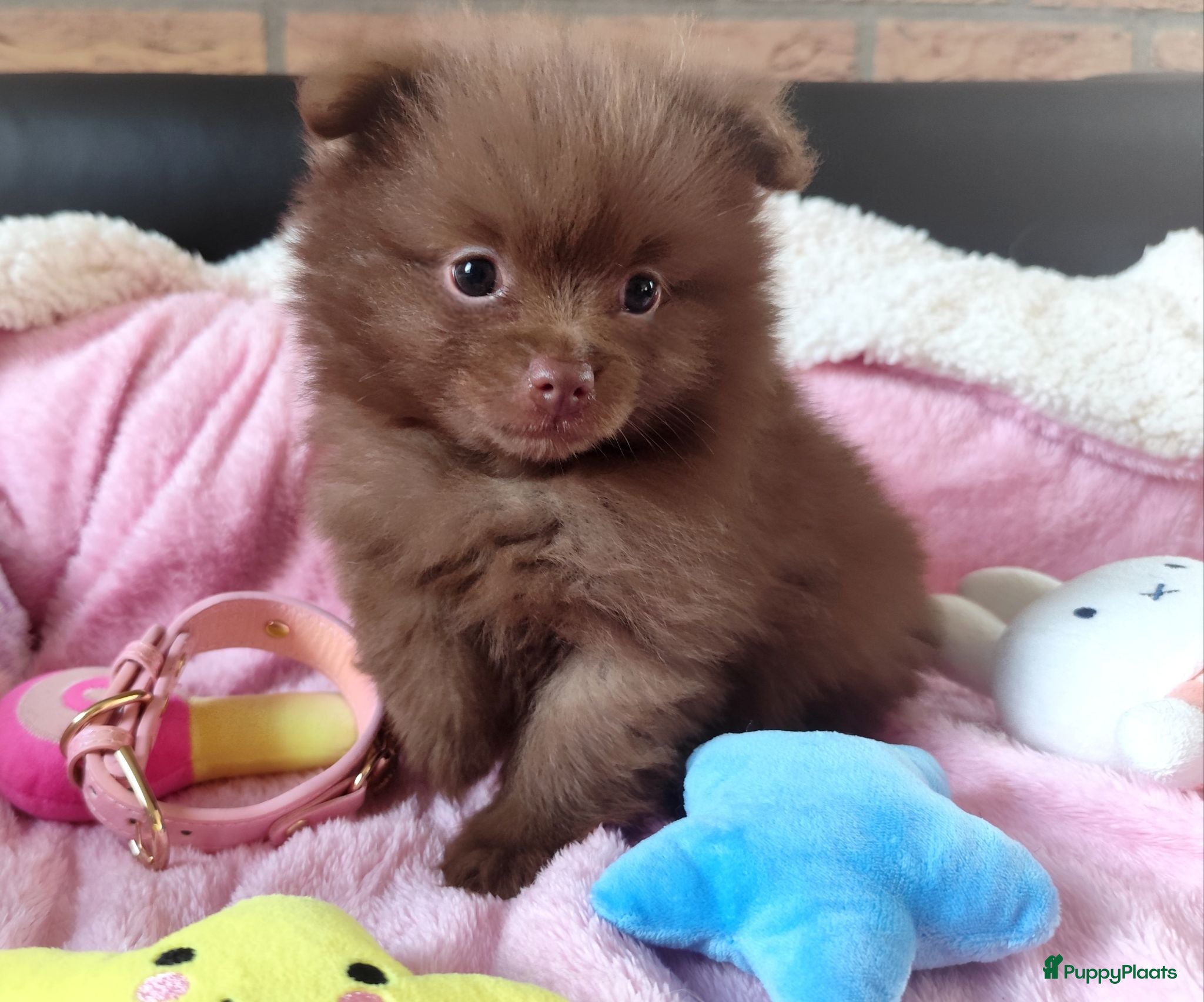Pomeriaan honden Twee super schattige mini pomeranian puppys ! 🩷 - Advertentie 2