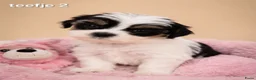 Malshi honden te koop: Kleinblijvende boomer pups.Minimaltezer x shih tzu - Advertentie 6