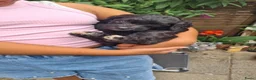 Labradoodle honden te koop: Lieve sociale Labradoodle puppy's mogen verhuizen - Advertentie 13