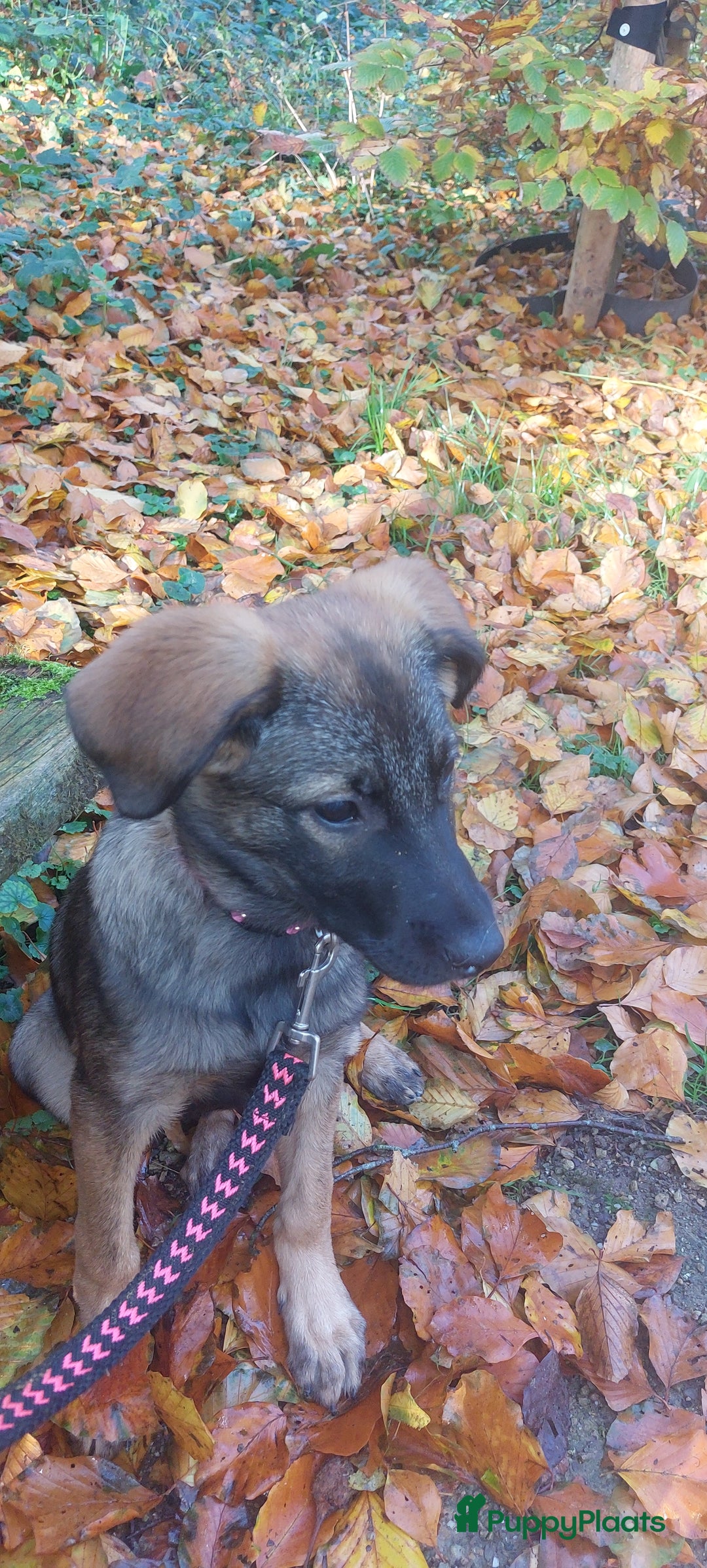 Kruising honden te koop: Lieve mechelse herder pup - Advertentie 2