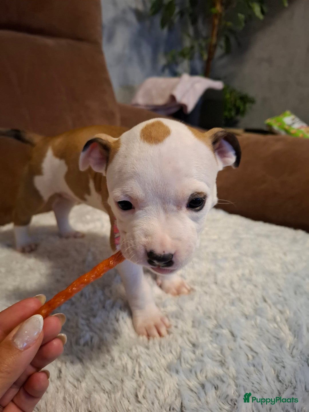 American Staffordshire Terriër honden te koop: American Staffordshire Terriers Pupps  - Advertentie 7