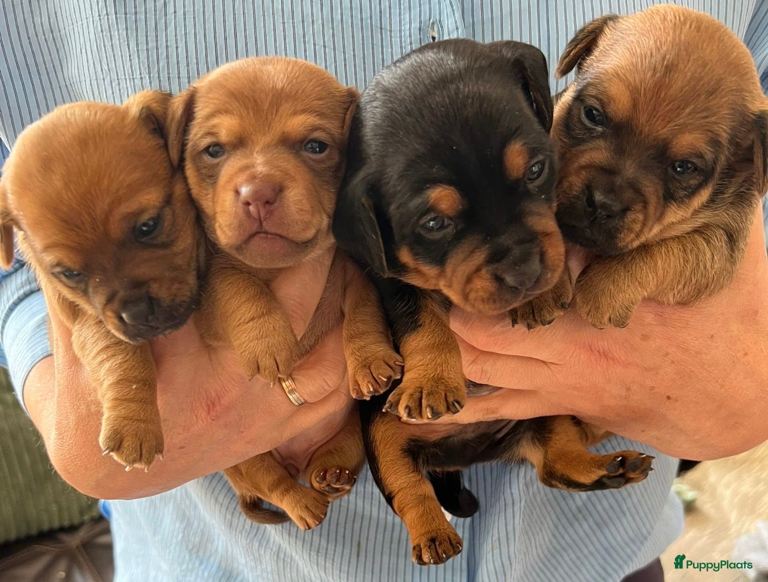 Jack Russel Terriër honden *** Jack Russel Pups *** - Advertentie 1