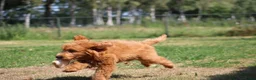 Goldendoodle honden te koop: Goldendoodle Pups - Advertentie 5