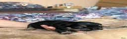 Franse Bulldog honden te koop: Mooi franse bulldog pups - Advertentie 8