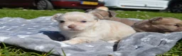 Chihuahua honden te koop: Langharige Chihuahua puppy’s  - Advertentie 16