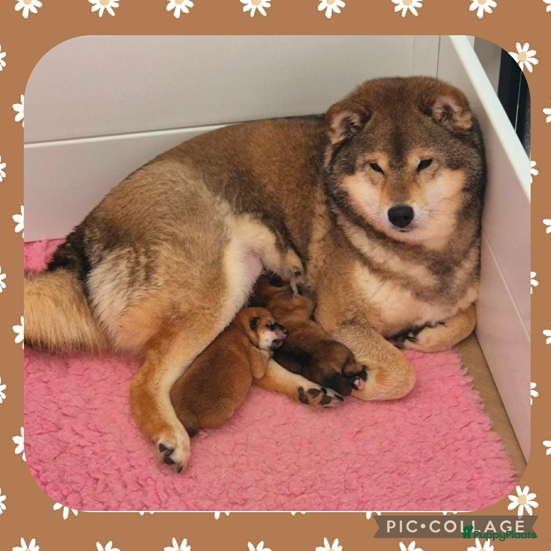 Shiba honden Shiba pups met stamboom - Advertentie 1