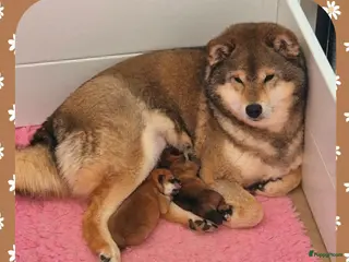 Shiba honden Shiba pups met stamboom - Advertentie 6