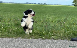 Spaanse Waterhond honden te koop: Spaanse Waterhond pups - Afbeelding 5