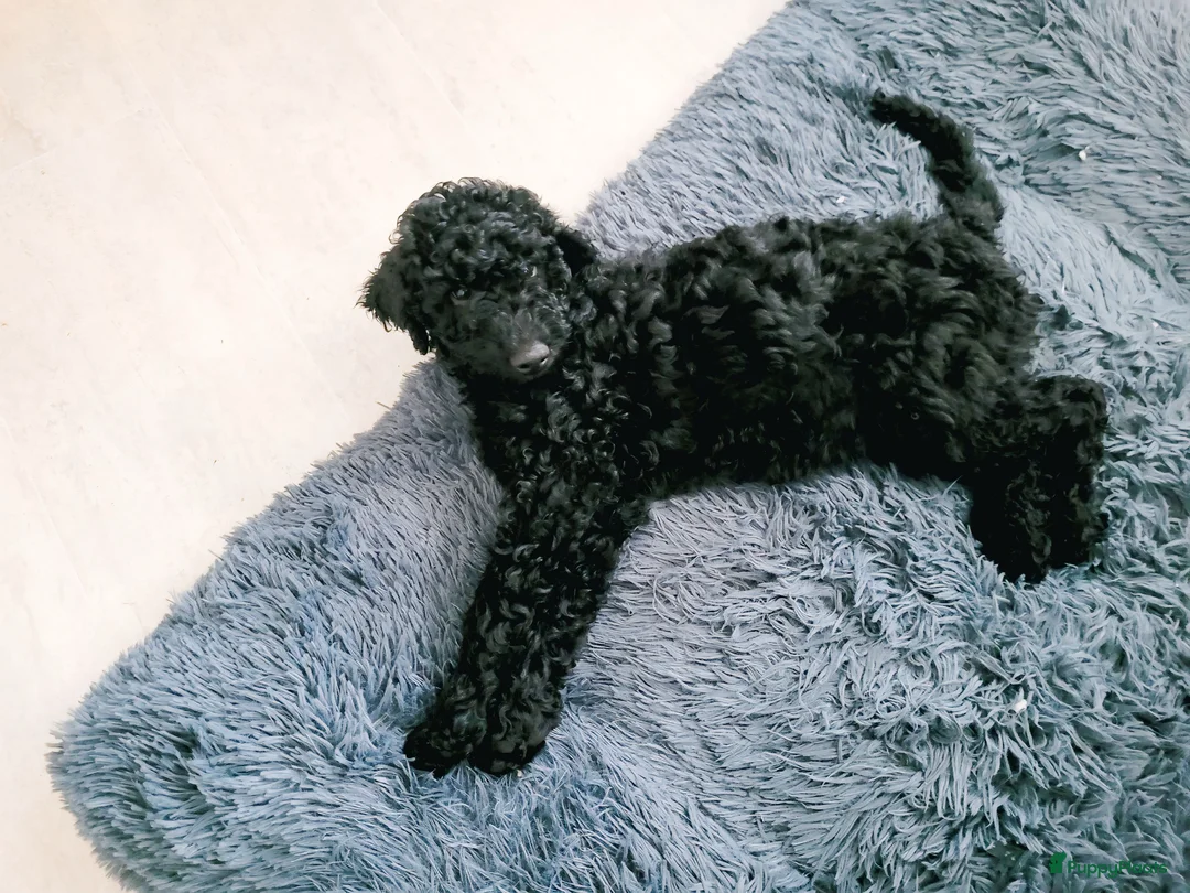 Australian Labradoodle honden te koop: Aust. Labradoodle – sociaal&hypoallergeen - Advertentie 2