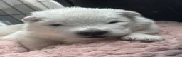 Samojeed honden te koop: Samojeden pups met stamboom - Advertentie 7