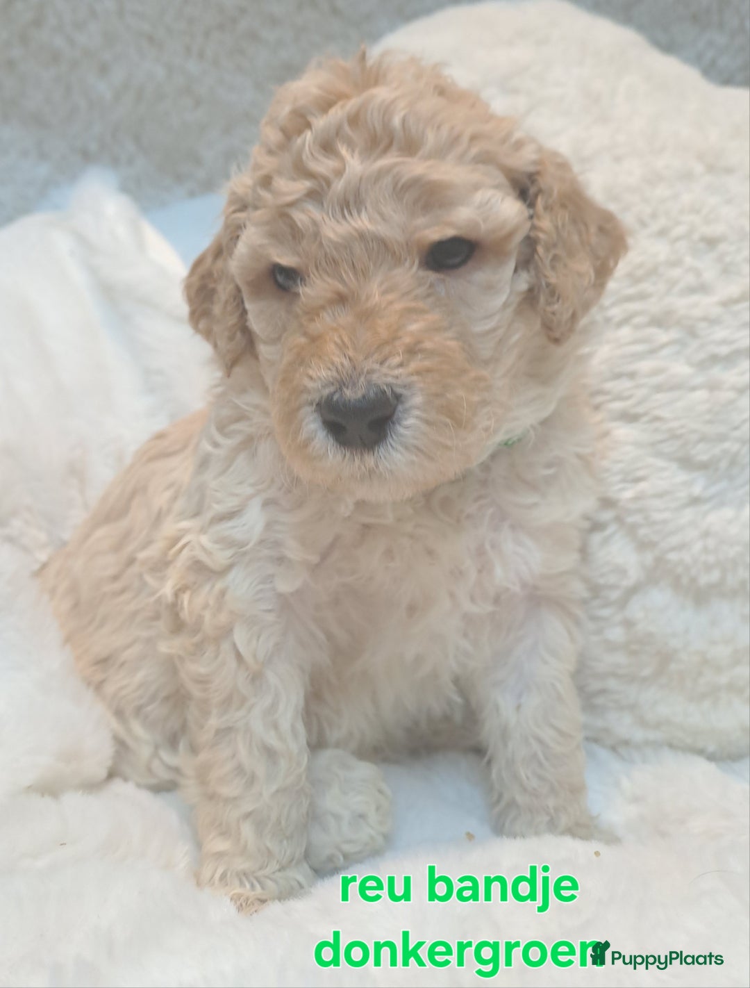 Australian Labradoodle honden te koop: Prachtige australian doodles pups  - Advertentie 13