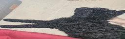 Australian Labradoodle honden te koop: Australian Labradoodle-teefje uit geteste ouders  - Advertentie 8