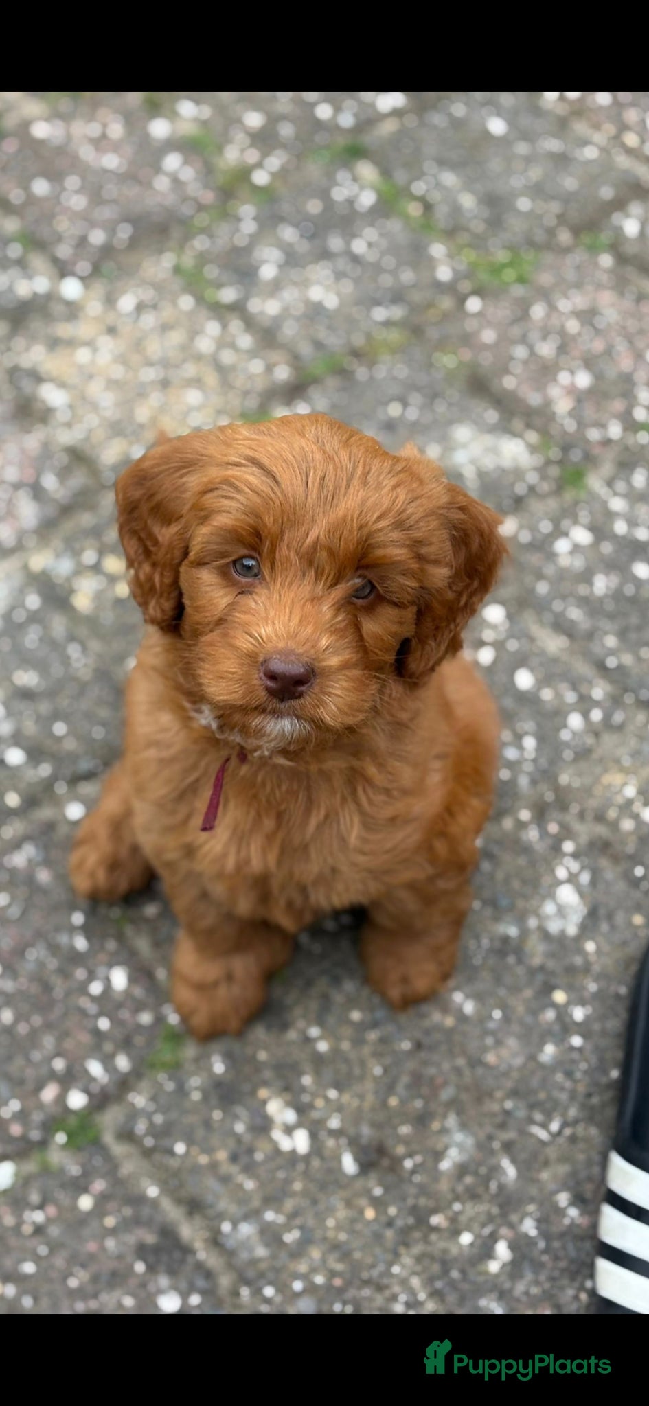Labradoodle honden Kleine medium exclusieve blue eyes (F4 teefjes) - Advertentie 3
