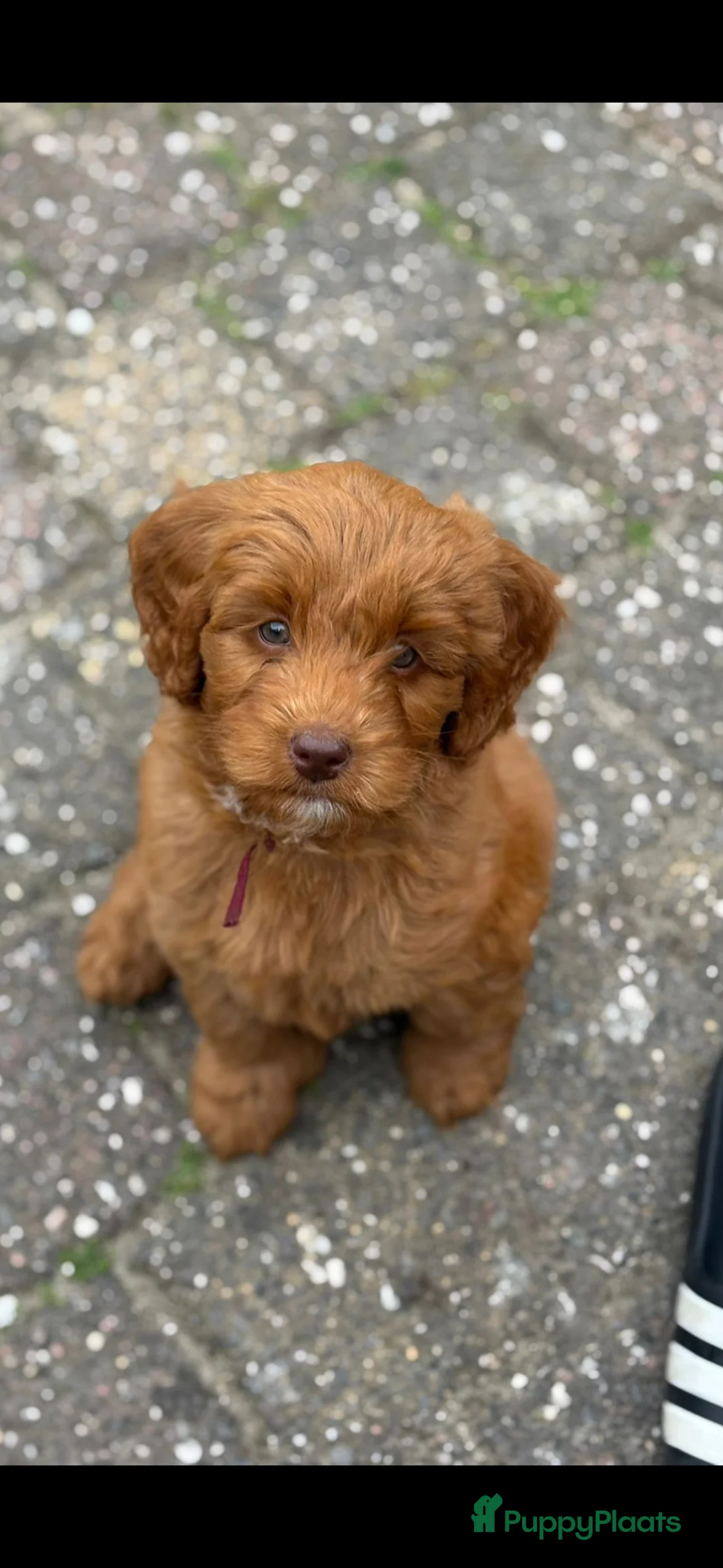 Labradoodle honden te koop: Kleine medium exclusieve blue eyes (F4 teefjes) - Advertentie 1