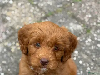 Labradoodle honden Kleine medium exclusieve blue eyes (F4 teefjes) - Advertentie 5