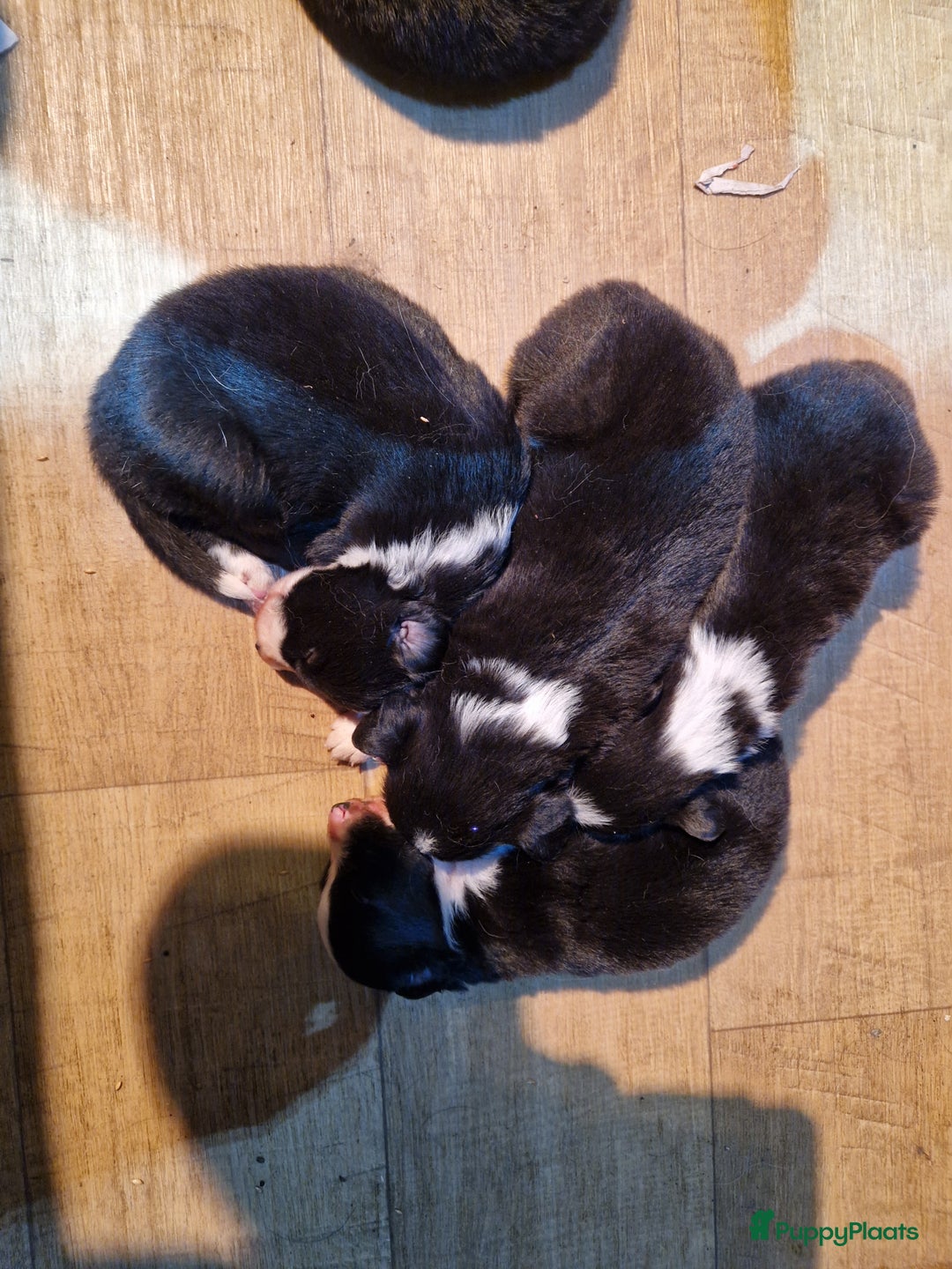 Border Collie honden te koop: Border collie pups - Advertentie 14
