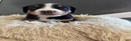 Appenzeller Sennenhond honden te koop: Appenzeller pups - Advertentie 12