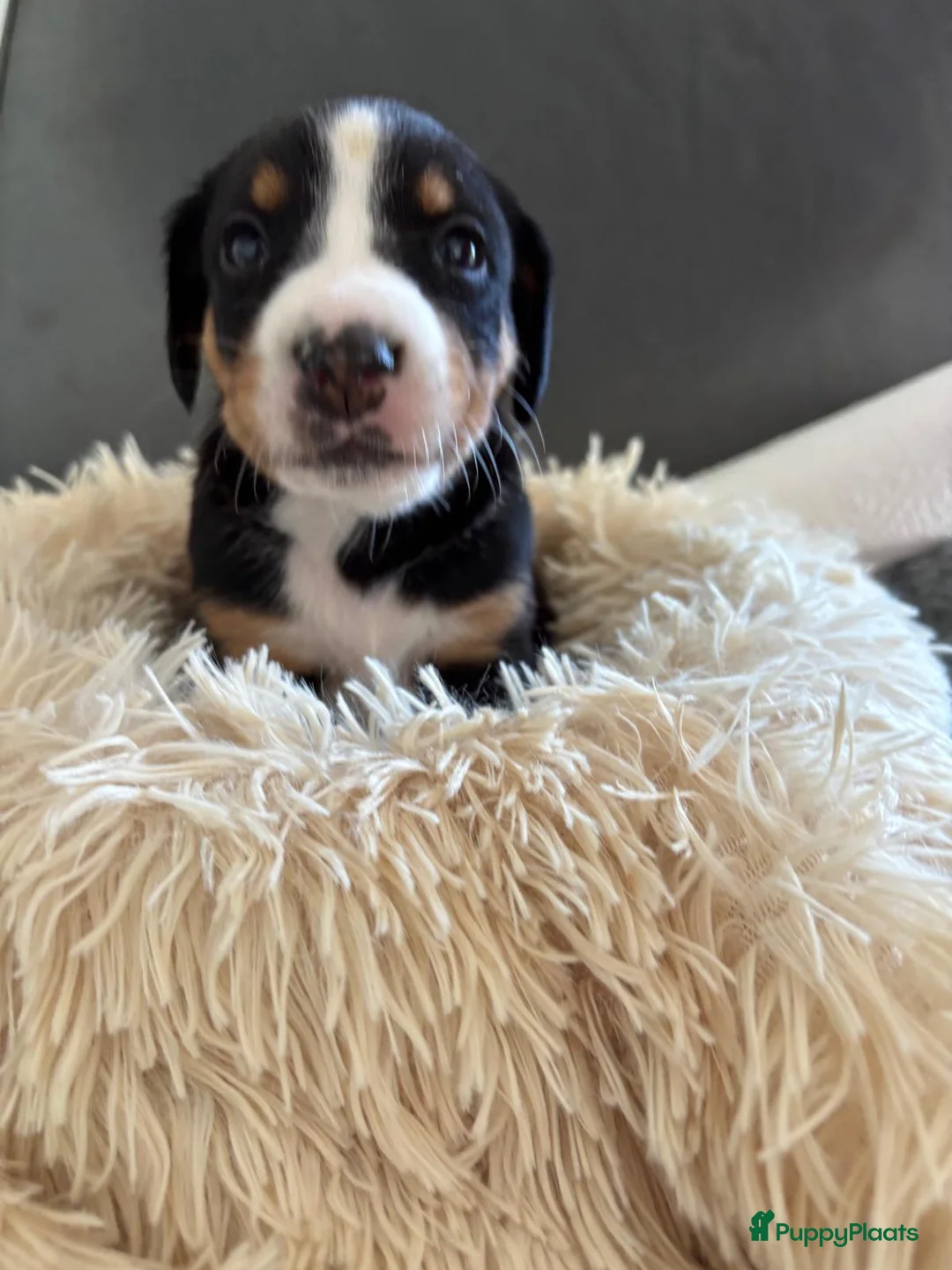 Appenzeller Sennenhond honden te koop: Appenzeller pups - Advertentie 12