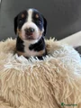 Appenzeller Sennenhond Puppy 9