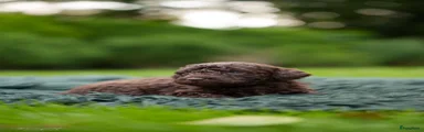 Labradoodle 8