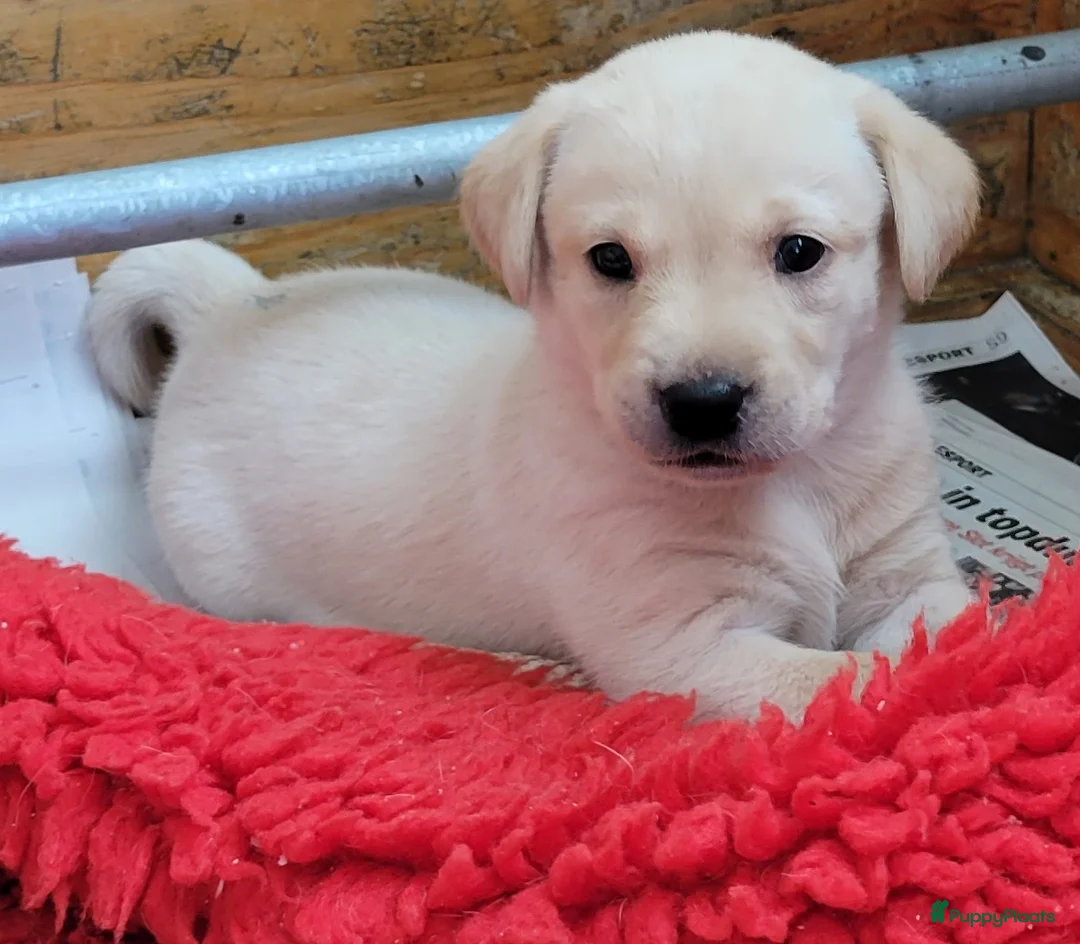 Labrador Retriever honden te koop: STAMBOOM ZWARTE EN BLONDE FIELDTRIAL LABRADOR PUPS - Advertentie 3