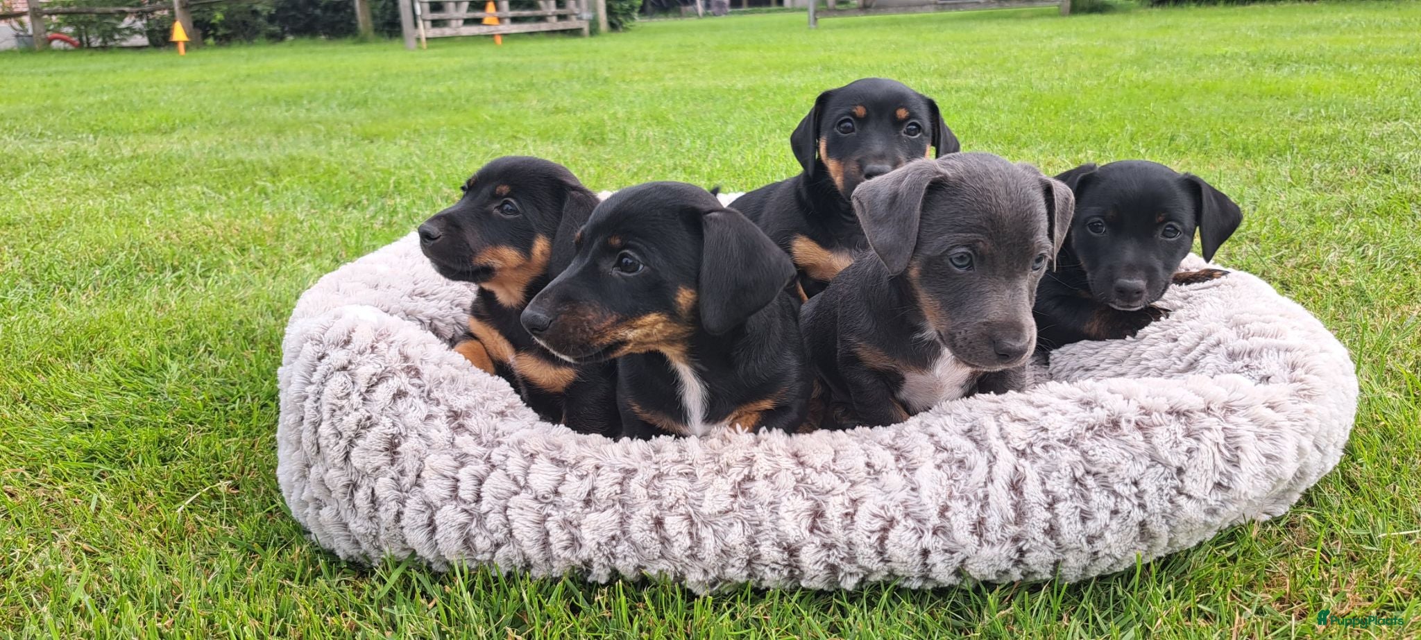 Jack Russel Terriër honden Jack Russell pups zoeken gouden mandje - Advertentie 1