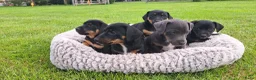 Jack Russel Terriër honden te koop: Jack Russell pups zoeken gouden mandje - Advertentie 1