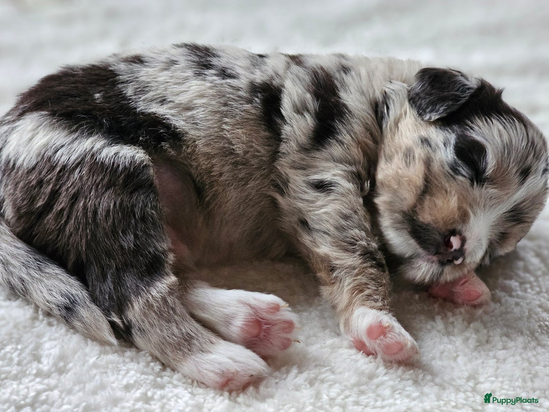 Kruising honden te koop: Aussidoodle pups - Advertentie 6