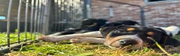 Boerenfox honden te koop: Boerenfox pups in Castelre - Advertentie 4