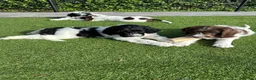 Kruising honden te koop: Kruising pups Doodle x Duitse stadoodle in Broeksterwald - Advertentie 4