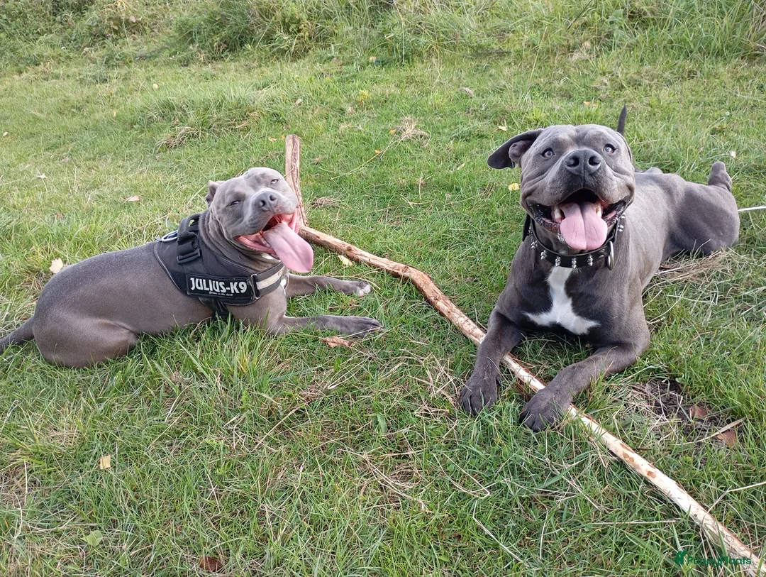 Pitbull Terriër honden te koop: Prachtige puppy's  - Advertentie 3