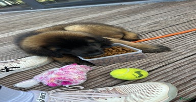 Leonberger honden - Advertentie 2