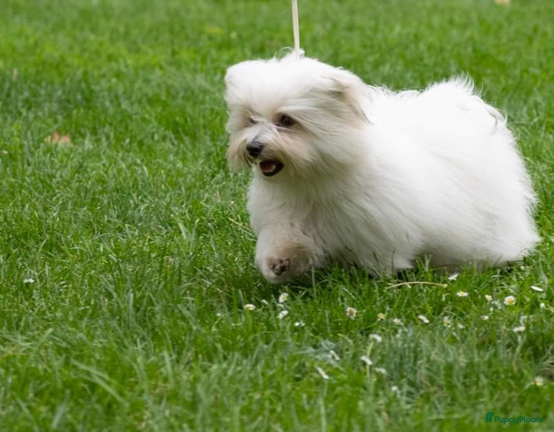 Coton De Tuléar honden ter adoptie: Coton de Tulear ter herplaatsing - Advertentie 1