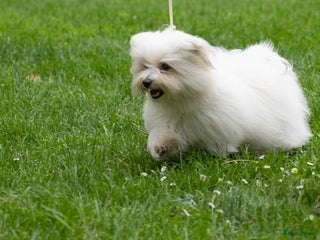 Coton De Tuléar honden Coton de Tulear ter herplaatsing - Advertentie 2